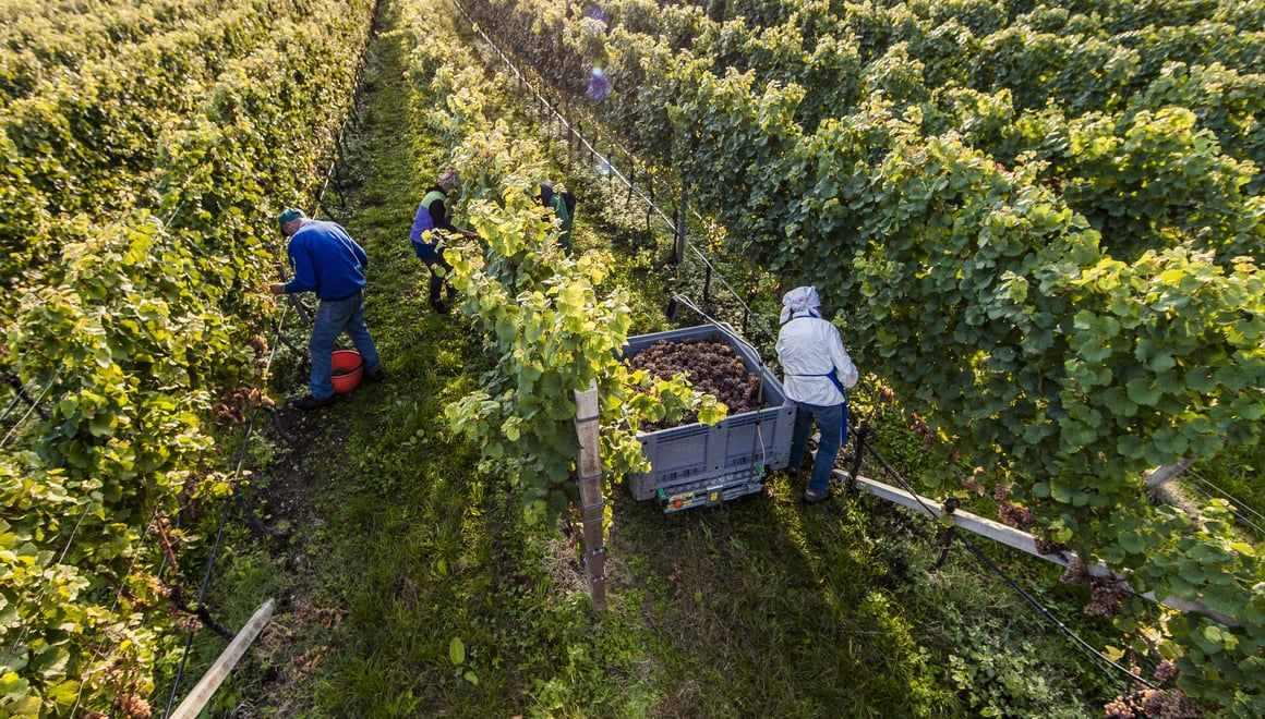 Produttori altoatesini di spumante